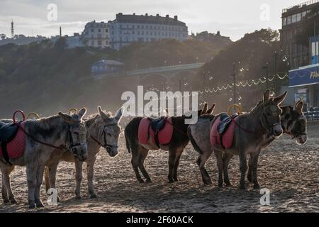 Donkeys resting on South Bay Beach with the Grand Hotel in the background, Scarborough, North Yorkshire Stock Photo