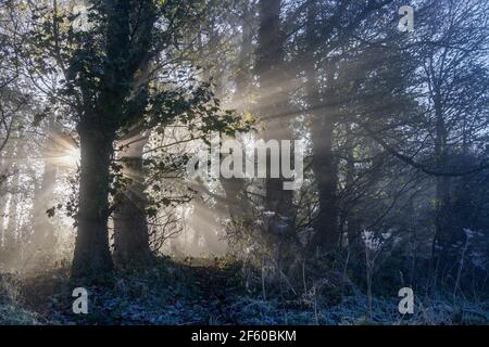 Sunrise in Londonthorpe Wood (Woodland Trust), Londonthorpe, near Grantham, Lincolnshire, England Stock Photo