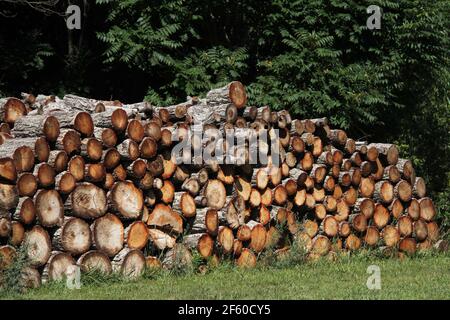 Pile of cut wood for fire in rural Virginia, USA Stock Photo