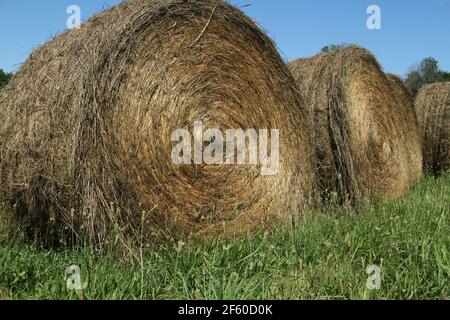 Hay bales on field in Virginia's countryside, USA Stock Photo