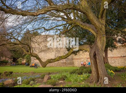 An old gnarled tree in front of an ancient tower.  There are Spring flowers in the foreground and people are on a lawn in front of the tower. Stock Photo