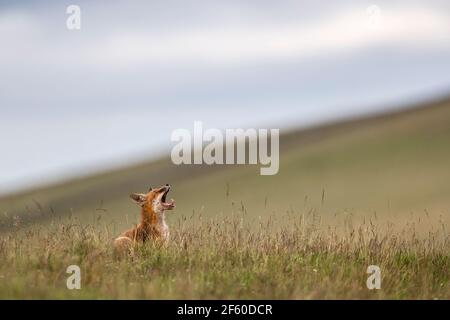 Red fox (Vulpes vulpes), Northumberland national park, UK, Stock Photo