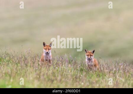 Red foxes (Vulpes vulpes), Northumberland national park, UK, Stock Photo