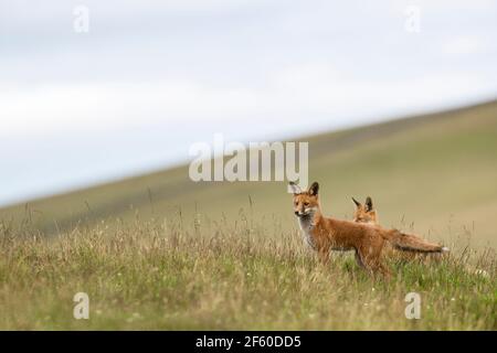 Red foxes (Vulpes vulpes), Northumberland national park, UK, Stock Photo