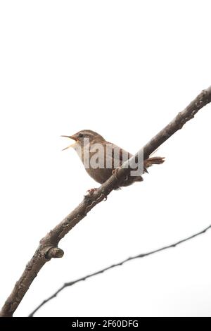 Wren (Troglodytes troglodytes) singing Stock Photo