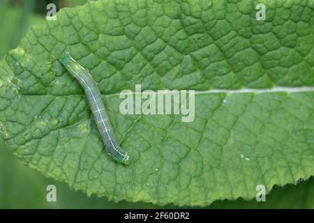 Hebrew Character (Orthosia gothica) caterpilla Stock Photo