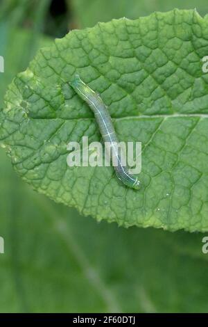 Hebrew Character (Orthosia gothica) caterpilla Stock Photo