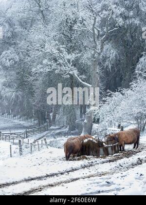 Highland cows at a feeding station with snow covered trees and ground. Stock Photo
