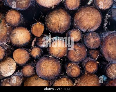 Close up section of freshly felled logs. Forestry operations in the Scottish Highlands. Glen Urquhart, Highland, Scotland Stock Photo