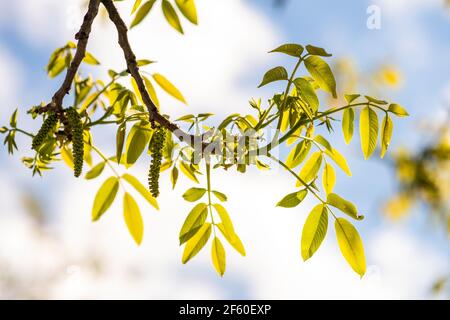 Walnut blooms. Green buds of walnut on tree branch on blurred background. Stock Photo