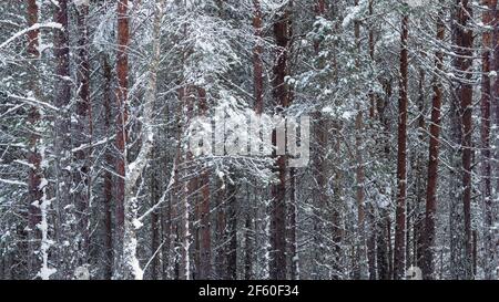 Section of conifer trees partly covered in snow. Glen Affric, Highland, Scotland Stock Photo