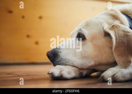 Portrait of old dog at home. Bored labrador retriever lying down and looking up. Stock Photo
