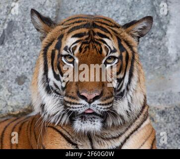 Frontaö Close up of an Indochinese tiger (Panthera tigris corbetti) Stock Photo