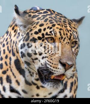 Close-up of a male Jaguar (Panthera onca) Stock Photo