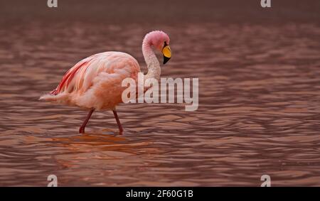 James Flamingo (Phoenicoparrus jamesi) at Laguna Colorada (Bolivia) Stock Photo