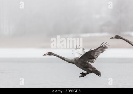 Swan landing on misty lake Stock Photo