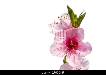 Pink peach tree flowers isolated on white background with copy space Stock Photo