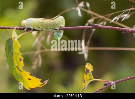 A pretty Birch Sawfly Caterpillar (Cimbex femoratus) feeding on silver birch in woodland. Stock Photo