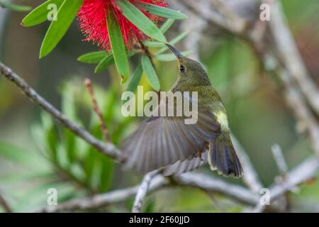 black-throated sunbird Aethopyga saturata female hovering sucking nectar Stock Photo