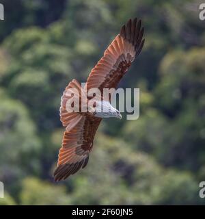 brahminy kite Haliastur indus in flight diving for prey Stock Photo