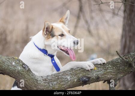 outdoor porrtait of white cross-breed of hunting and northern white dog leaned against tree branch and looking at early spring season