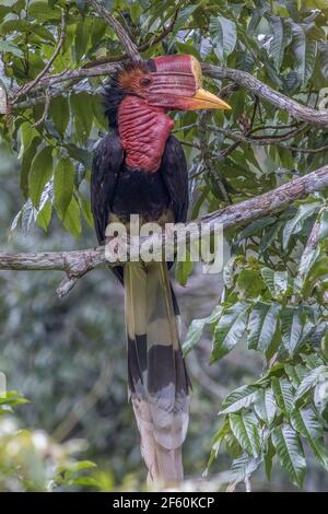 helmeted hornbill Rhinoplax vigil perch on a tree branch close up Stock Photo