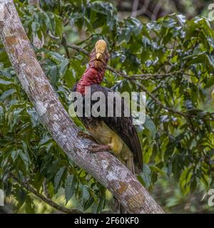 helmeted hornbill Rhinoplax vigil perch on a tree branch close up Stock Photo