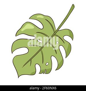 Line drawing tropical organic monstera leaf Stock Vector