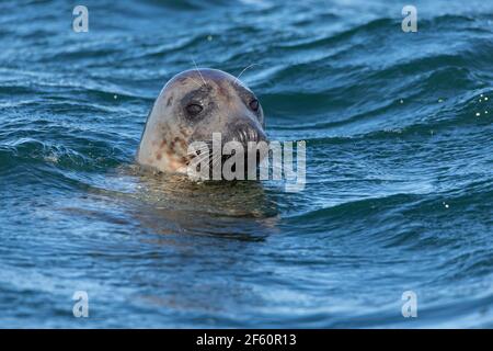Grey seal (Halichoerus grypus), Farne Islands, Northumberland, UK Stock Photo