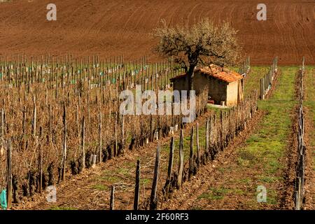 Hut in the vineyard of Boudes , Puy de Dome, Auvergne-Rhone-Alpes, France Stock Photo