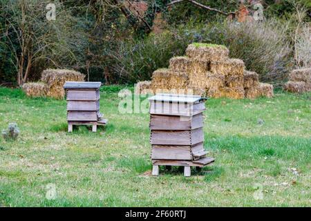 Traditional wooden WBC beehives standing outdoors on grass in Howard's Field, RHS Garden Wisley, Surrey, south-east England in spring Stock Photo