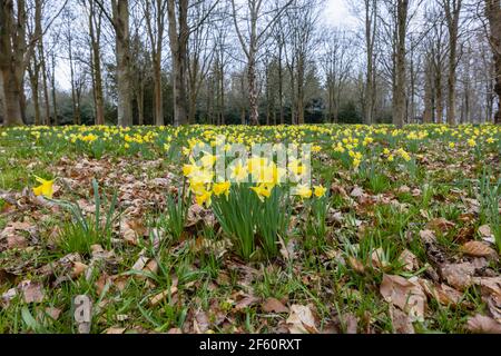 A carpet of wild daffodils growing in woodland in Petworth Park, Petworth, West Sussex, south-east England, in spring Stock Photo