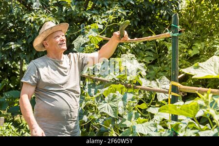 Senior man picking organic cucumbers from the plants in the vegetables garden. Stock Photo