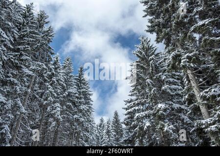 snowy forest view from trabzon province hıdırnebi plateau Stock Photo