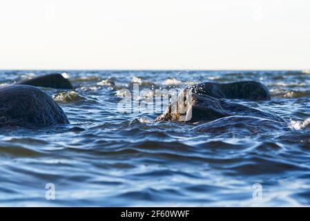 Baltic sea stone shore, Estonia, Viimsi. View over Baltic sea with stones to beautiful sea and sunset Stock Photo