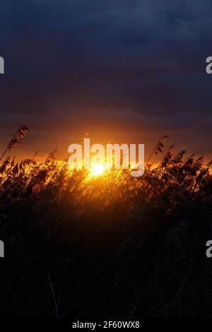 Sweetgrass hi-res stock photography and images - Alamy