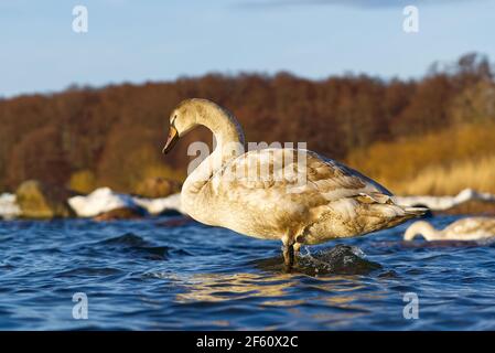 Young Swan chick at sunset light floating at baltic sea. Close up of grey young Swan Stock Photo