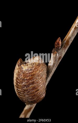 Close-up ootheca, formed by female praying mantis on an cherries branch. An ootheca is a type of egg mass made by mantises. Isolated on black backgrou Stock Photo