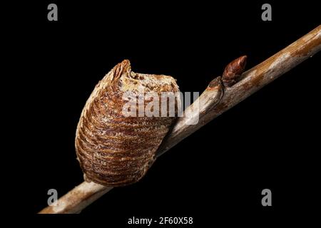 Close-up ootheca, formed by female praying mantis on an cherries branch. An ootheca is a type of egg mass made by mantises. Isolated on black backgrou Stock Photo