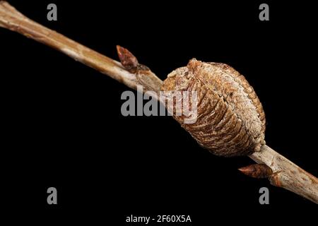 Close-up ootheca, formed by female praying mantis on an cherries branch. An ootheca is a type of egg mass made by mantises. Isolated on black backgrou Stock Photo