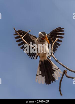 southern yellow-billed hornbill, Tockus leucomelas, on a branch, Namibia Stock Photo