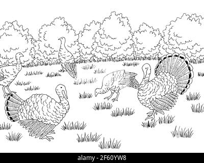 Turkey farm bird yard graphic black white landscape sketch illustration vector Stock Vector