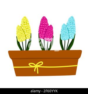Set of yellow,blue and Purple-pink Hyacinthus in a pot, beautiful spring flowers in a brown pot, a gift for Womens Day, vector illustration in cartoon Stock Vector
