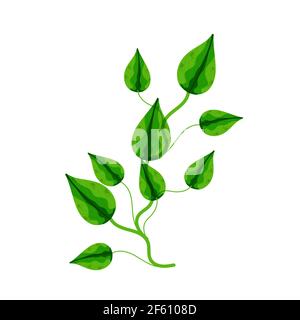 Houseplant Epipremnum Aureum, homemade flowers in cartoon style, vector object, hand draw, isolate white background Stock Vector