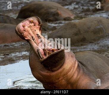 A bull Hippo puts on an effective threat display. The exaggerated yawn is a clear signal to those around that he is well armed and prepared to fight Stock Photo