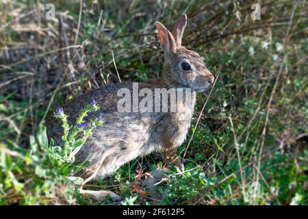Eastern cottontail rabbit in the woods Stock Photo