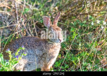 Cute cottontail butty with its ears straight up sitting at the side of a path in the woods Stock Photo