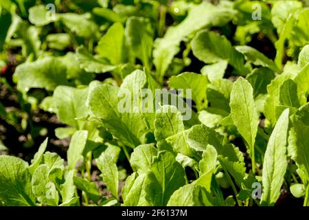 Defocus close-up radish leaves texture. Organic radish grows in the ground. Young radishes grow in a bed in the garden. Green texture background. Gree Stock Photo