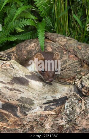 Stoat (Mustela erminea), captive, UK Stock Photo