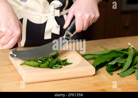 A cook chops freshly picked wild garlic leaves, ransoms or Allium ursinum in a domestic kitchen using a Hachoir or Ha choir cutter and cutting board Stock Photo